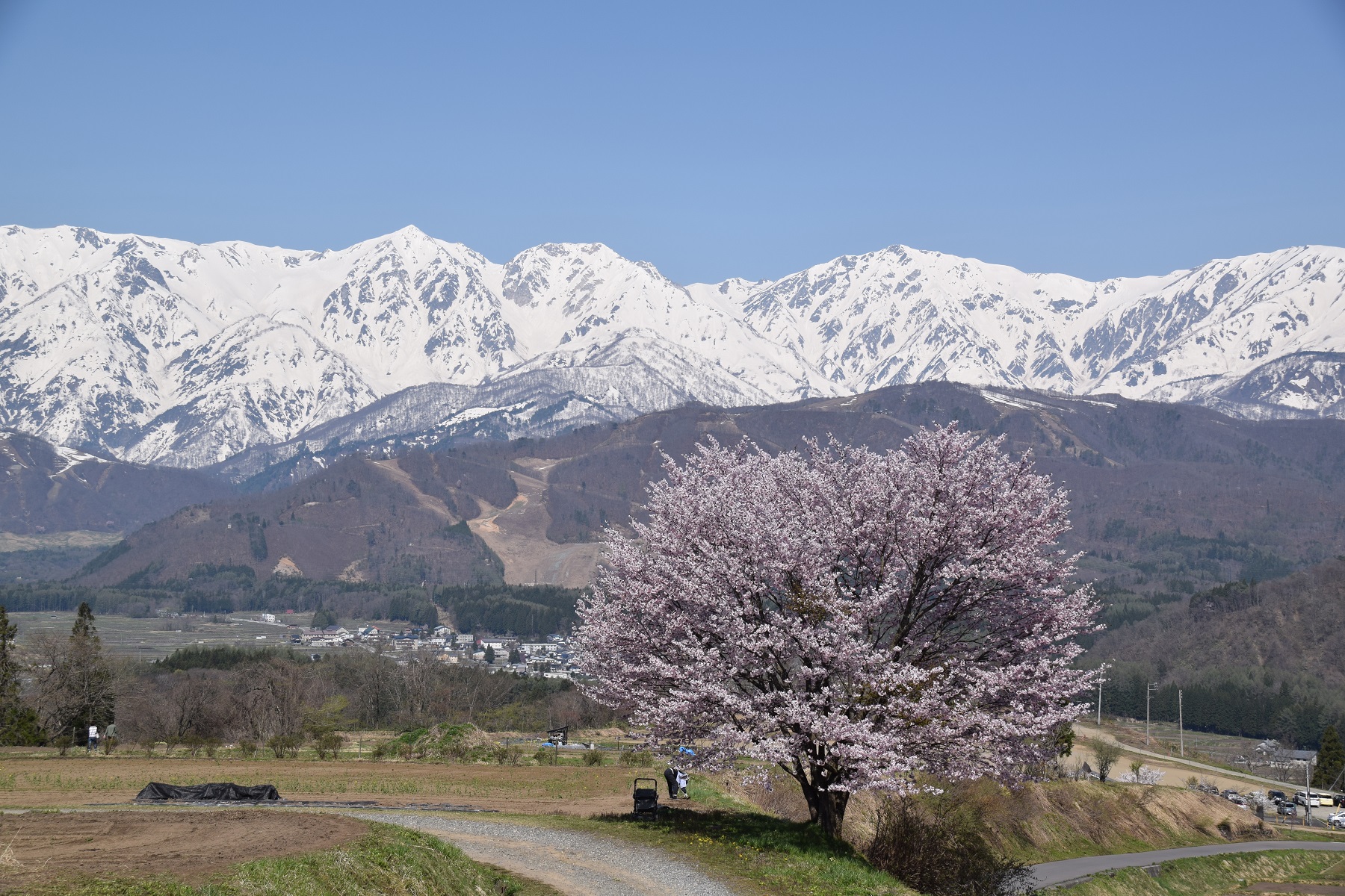 野平の桜と白馬三山